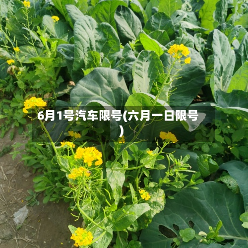 6月1号汽车限号(六月一日限号)-第3张图片