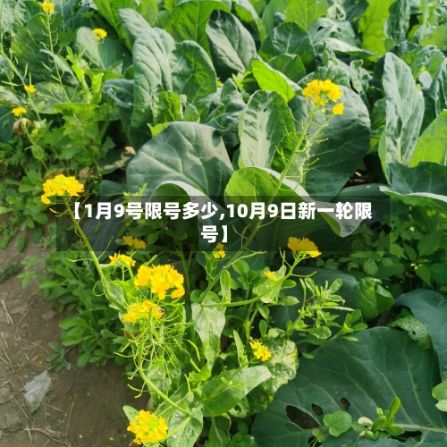 【1月9号限号多少,10月9日新一轮限号】-第2张图片