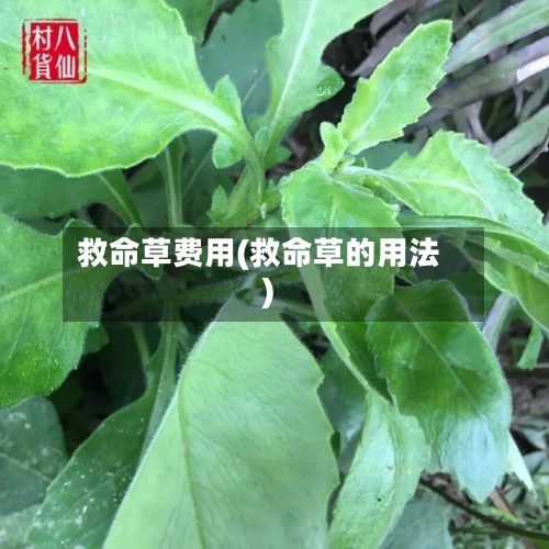 救命草费用(救命草的用法)