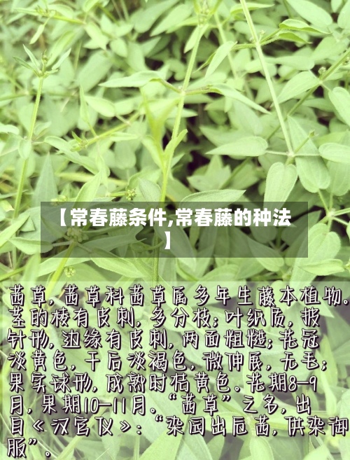 【常春藤条件,常春藤的种法】-第2张图片