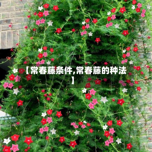 【常春藤条件,常春藤的种法】-第3张图片