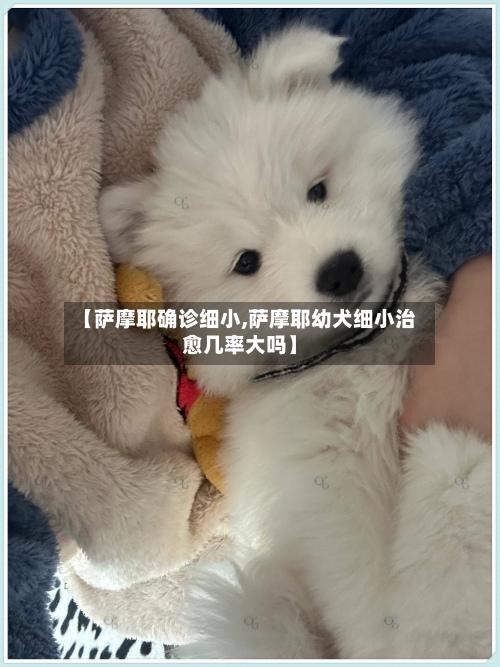【萨摩耶确诊细小,萨摩耶幼犬细小治愈几率大吗】