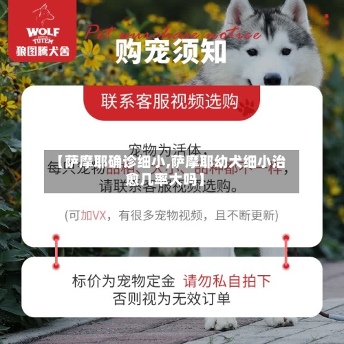 【萨摩耶确诊细小,萨摩耶幼犬细小治愈几率大吗】-第2张图片